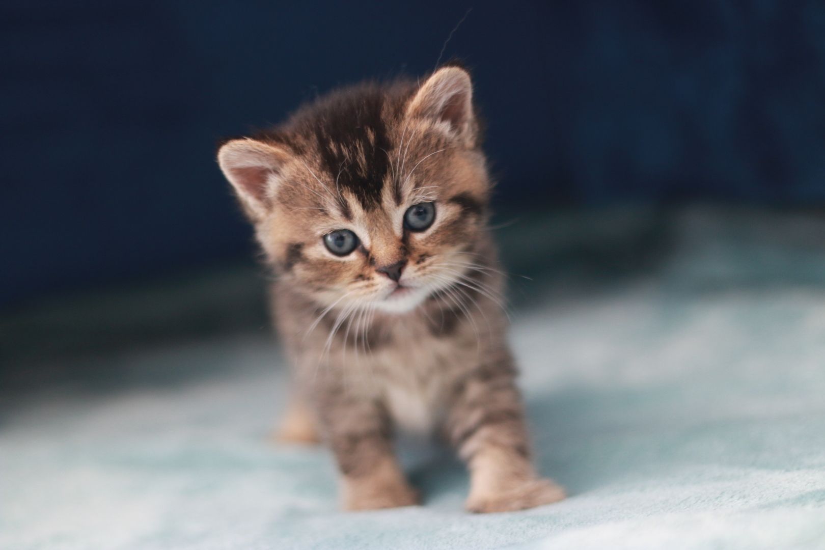 Reinrassige BKH Kitten