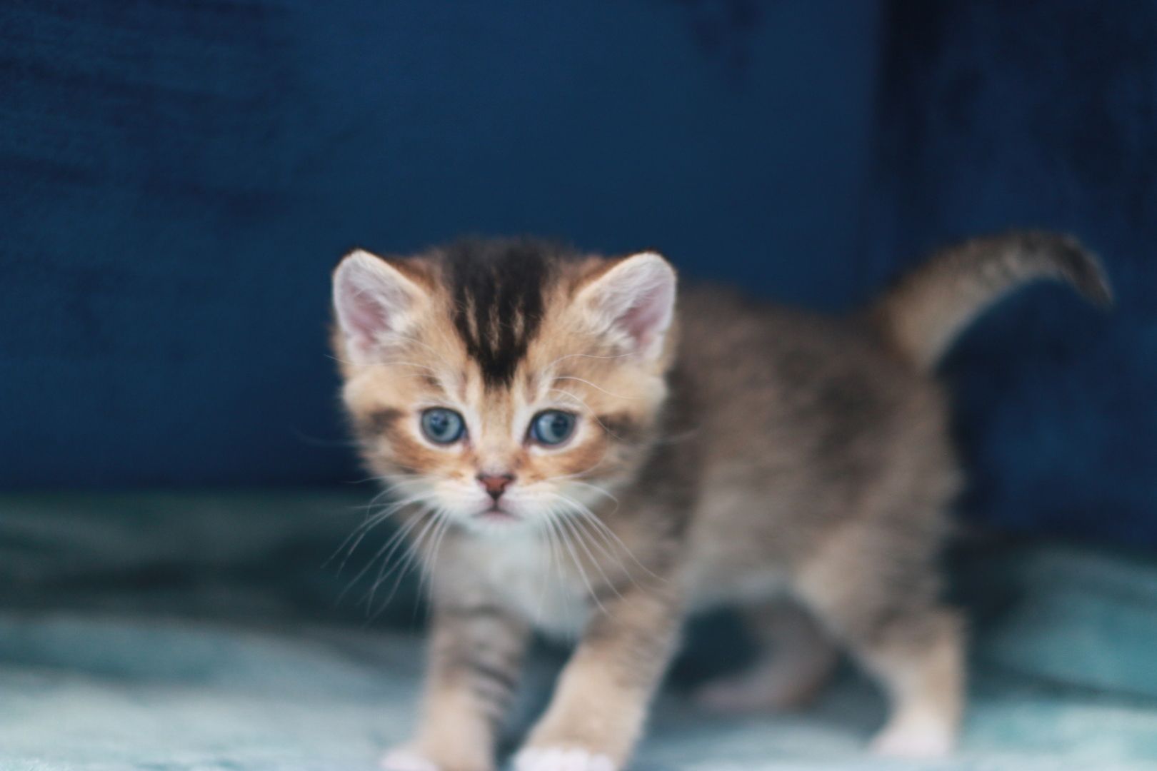 Reinrassige BKH Kitten