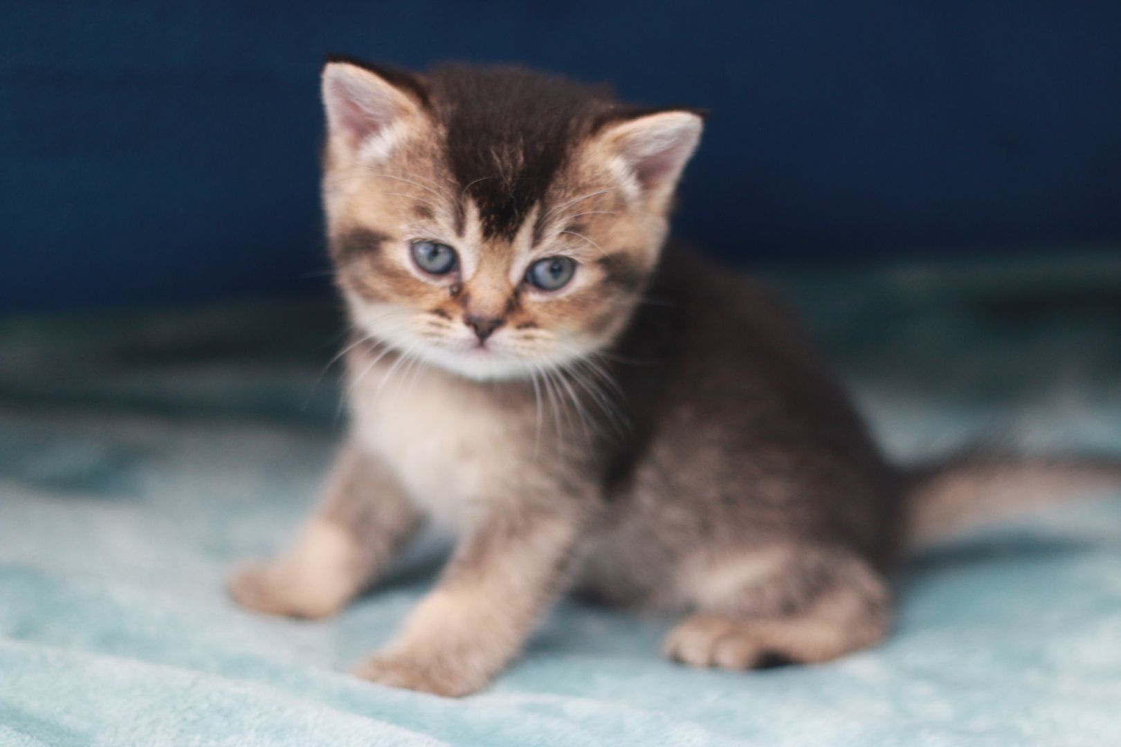 Reinrassige BKH Kitten