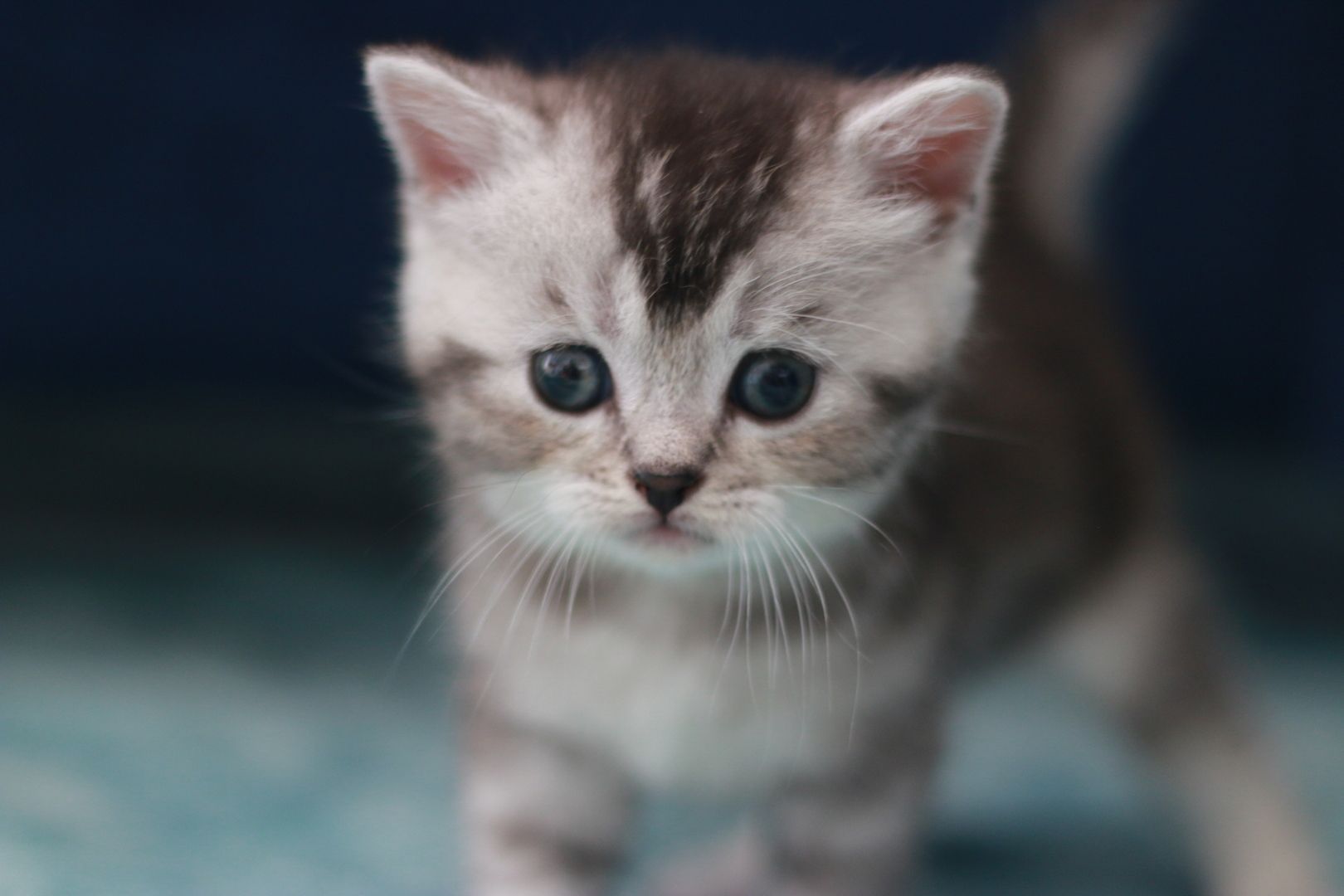 Reinrassige BKH Kitten