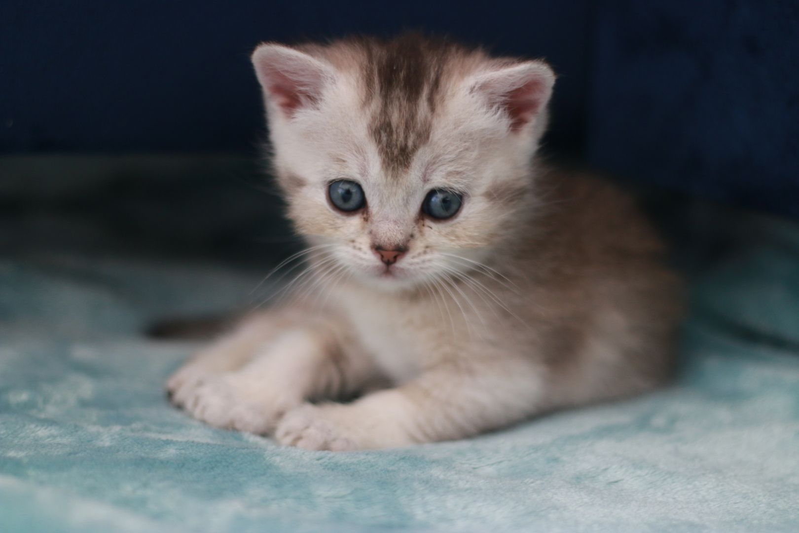 Reinrassige BKH Kitten