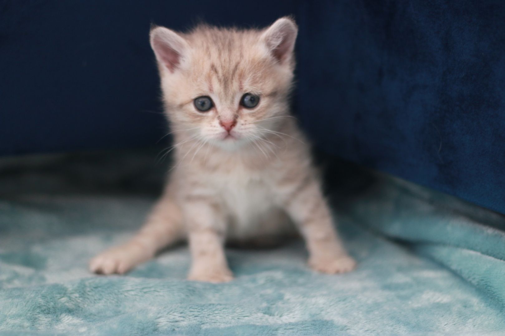 Reinrassige BKH Kitten