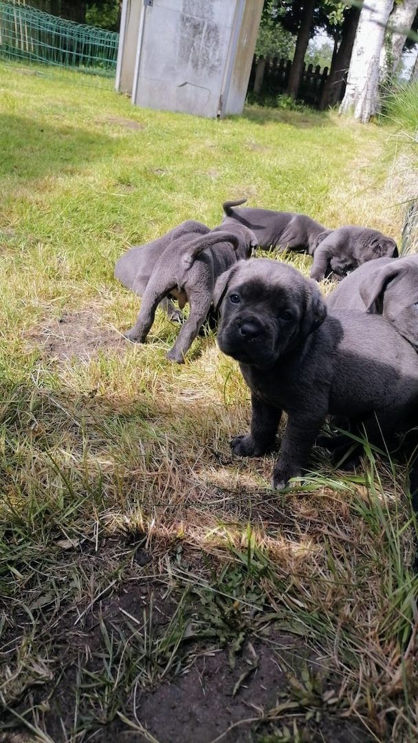 Tolle Cane Corso Welpen noch 2 Mädels und 2 Jungs  Tolle Cane Corso Welpen noch 2 Mädels und 2 Jungs