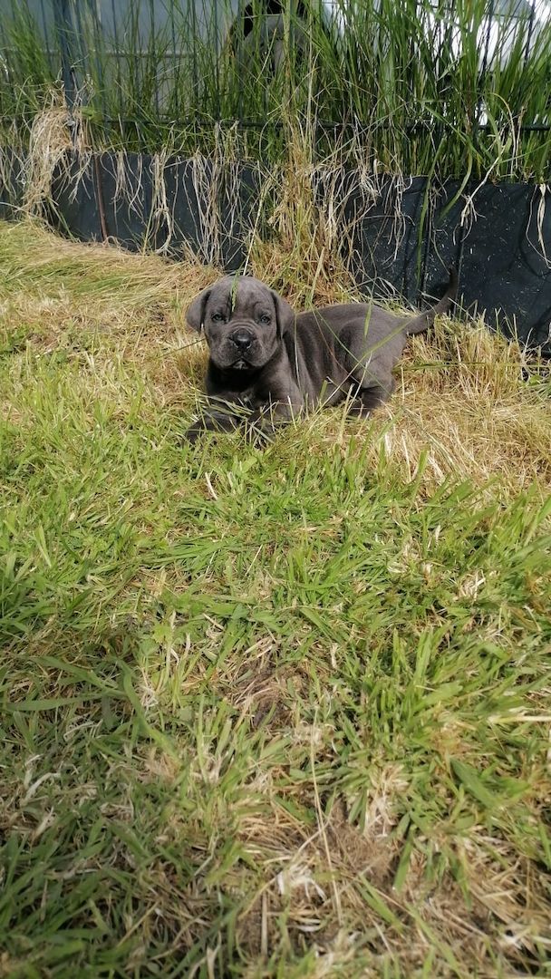 Tolle Cane Corso Welpen noch 2 Mädels und 2 Jungs  Tolle Cane Corso Welpen noch 2 Mädels und 2 Jungs