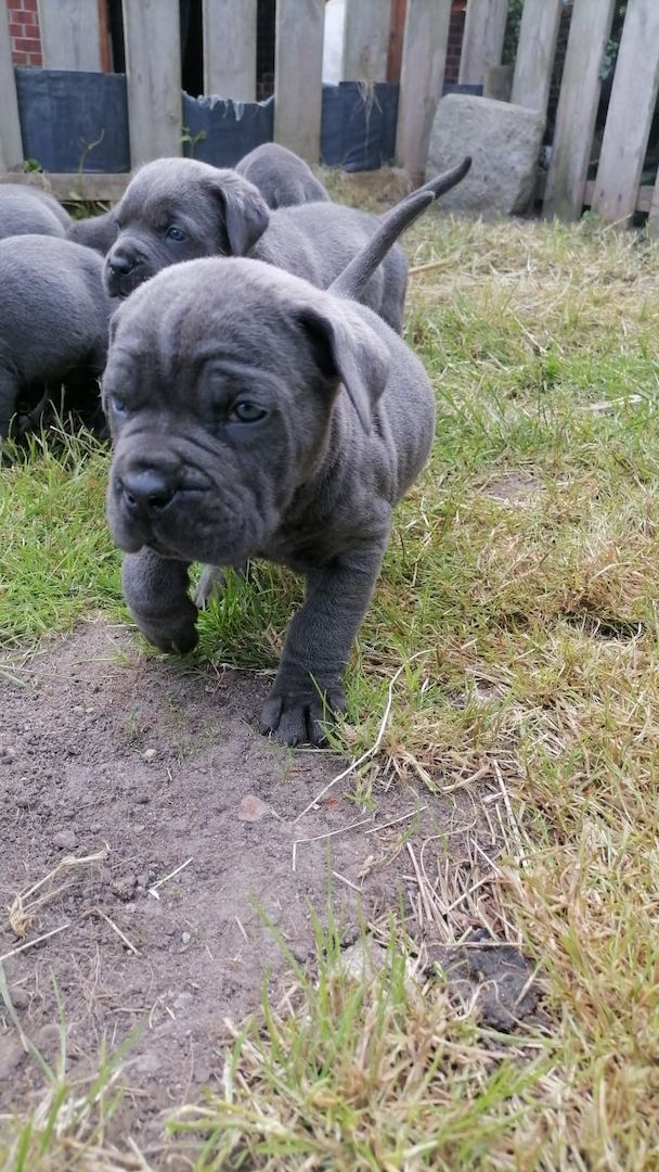 Tolle Cane Corso Welpen noch 2 Mädels und 2 Jungs  Tolle Cane Corso Welpen noch 2 Mädels und 2 Jungs