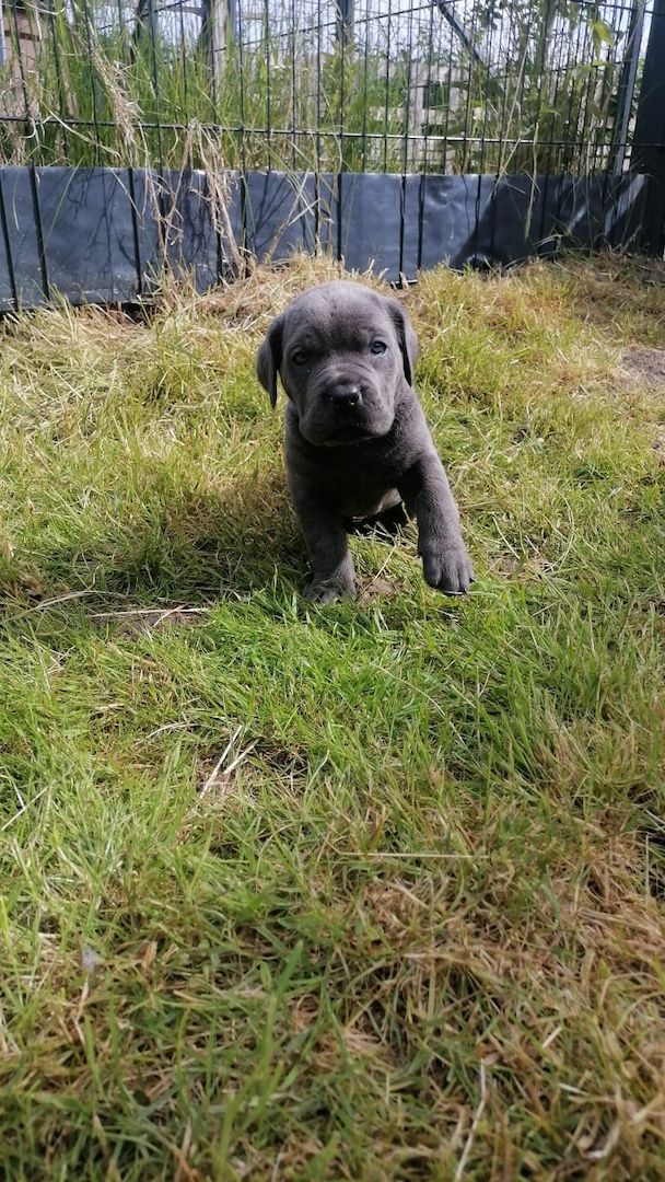 Tolle Cane Corso Welpen noch 2 Mädels und 2 Jungs  Tolle Cane Corso Welpen noch 2 Mädels und 2 Jungs