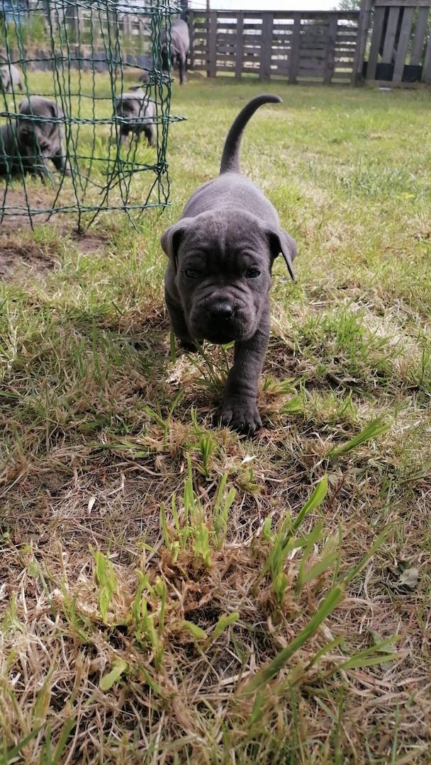 Tolle Cane Corso Welpen noch 2 Mädels und 2 Jungs  Tolle Cane Corso Welpen noch 2 Mädels und 2 Jungs
