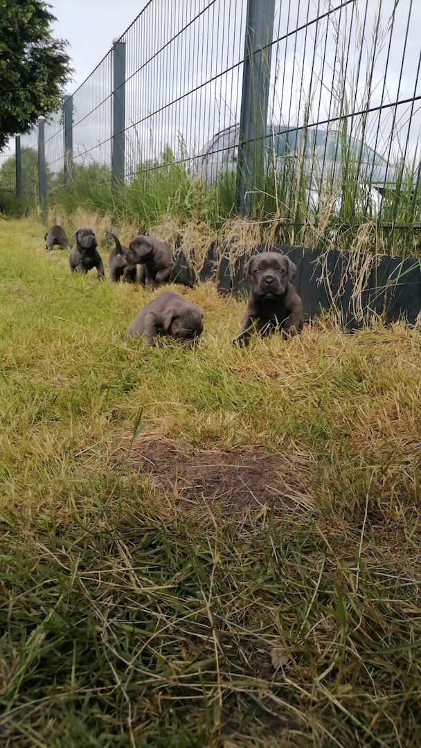 Tolle Cane Corso Welpen noch 2 Mädels und 2 Jungs  Tolle Cane Corso Welpen noch 2 Mädels und 2 Jungs