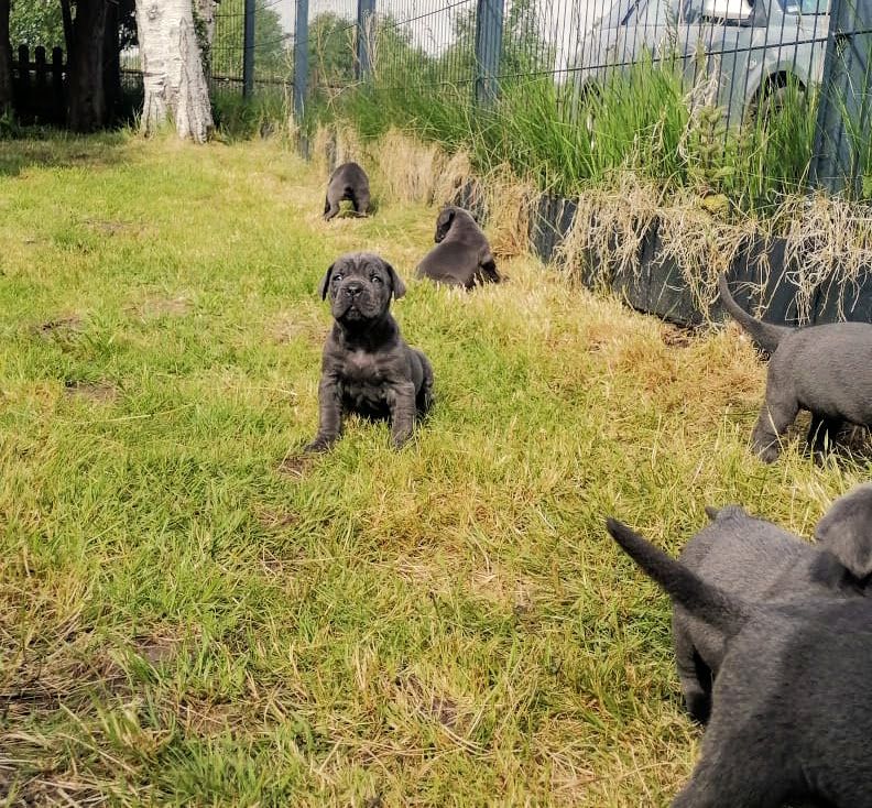 Tolle Cane Corso Welpen noch 2 Mädels und 2 Jungs  Tolle Cane Corso Welpen noch 2 Mädels und 2 Jungs