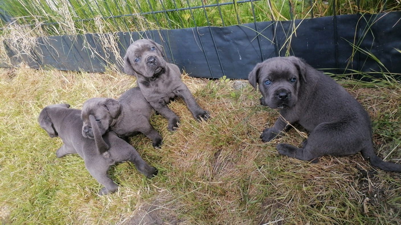 Tolle Cane Corso Welpen noch 2 Mädels und 2 Jungs  Tolle Cane Corso Welpen noch 2 Mädels und 2 Jungs