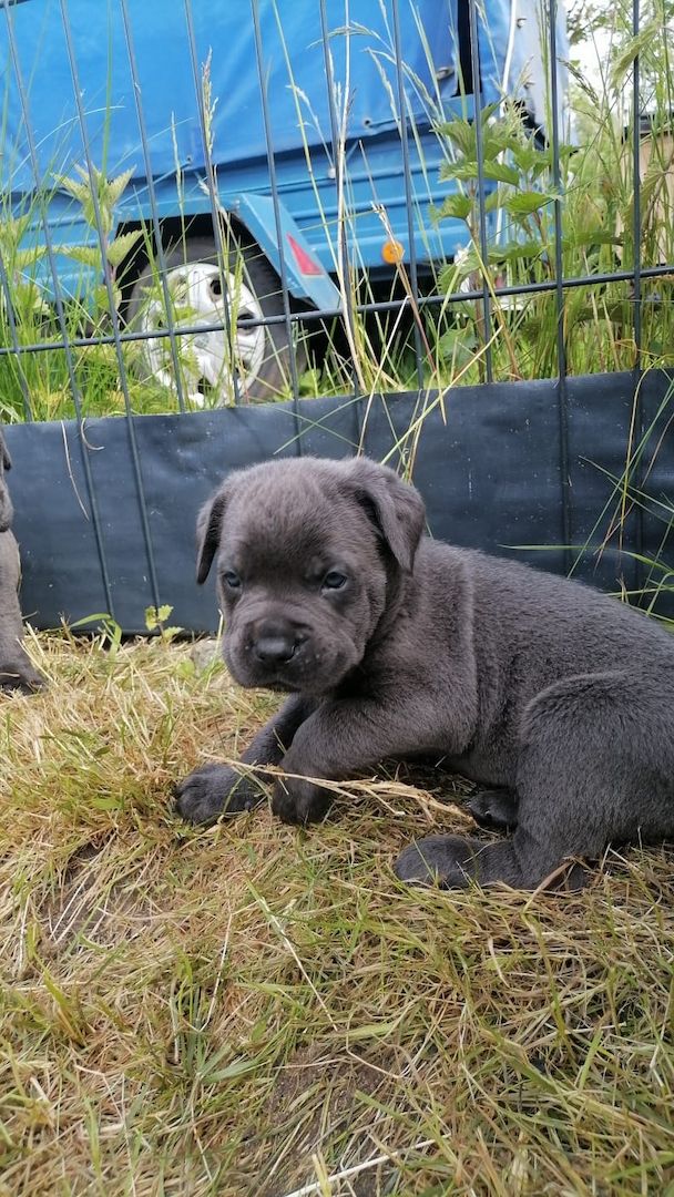 Tolle Cane Corso Welpen noch 2 Mädels und 2 Jungs  Tolle Cane Corso Welpen noch 2 Mädels und 2 Jungs