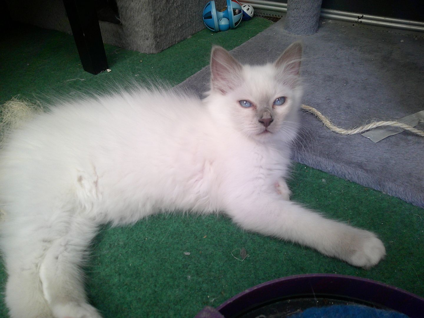 2 HEILIGE BIRMA MÄDCHEN ABGABEBEREIT ZUSAMMEN 500.- AUCH EINZELN ABZUGEBEN