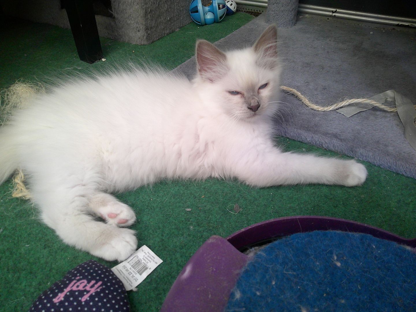 2 HEILIGE BIRMA MÄDCHEN ABGABEBEREIT ZUSAMMEN 500.- AUCH EINZELN ABZUGEBEN