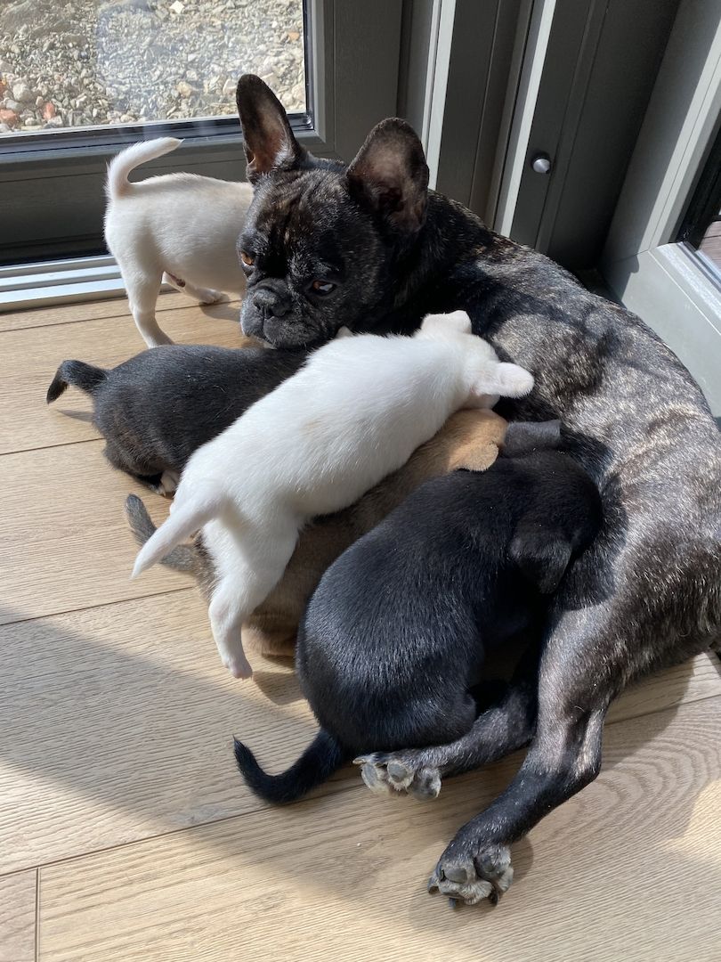 Welpen Französische Bulldogge Zwergspitz