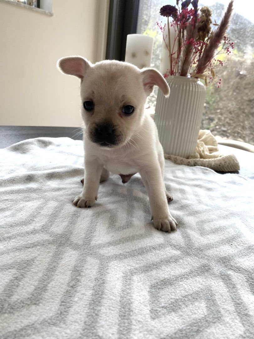 Welpen Französische Bulldogge Zwergspitz