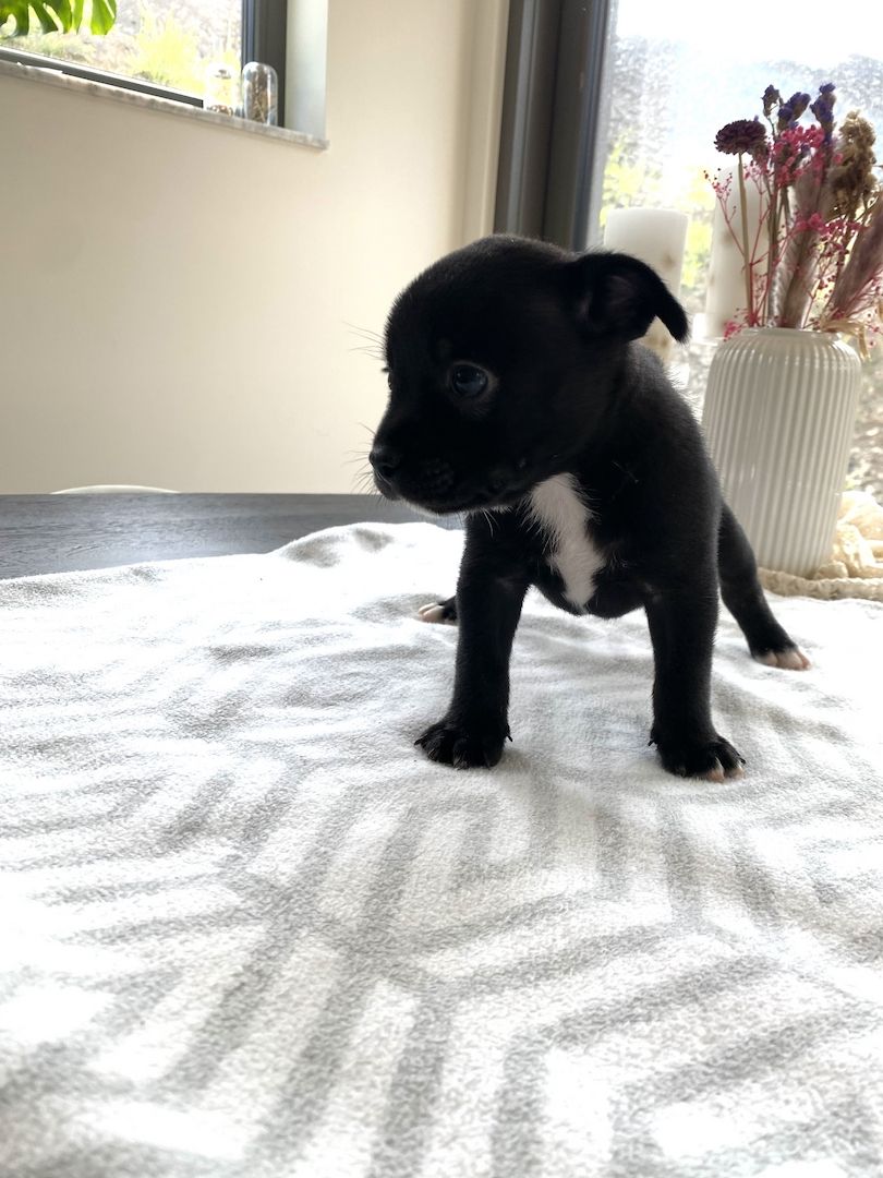 Welpen Französische Bulldogge Zwergspitz