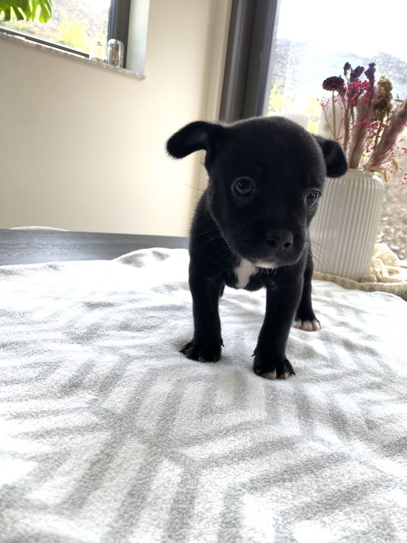 Welpen Französische Bulldogge Zwergspitz