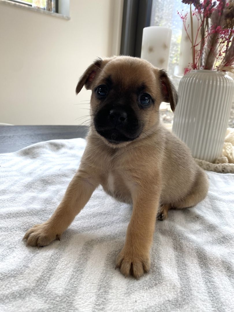 Welpen Französische Bulldogge Zwergspitz