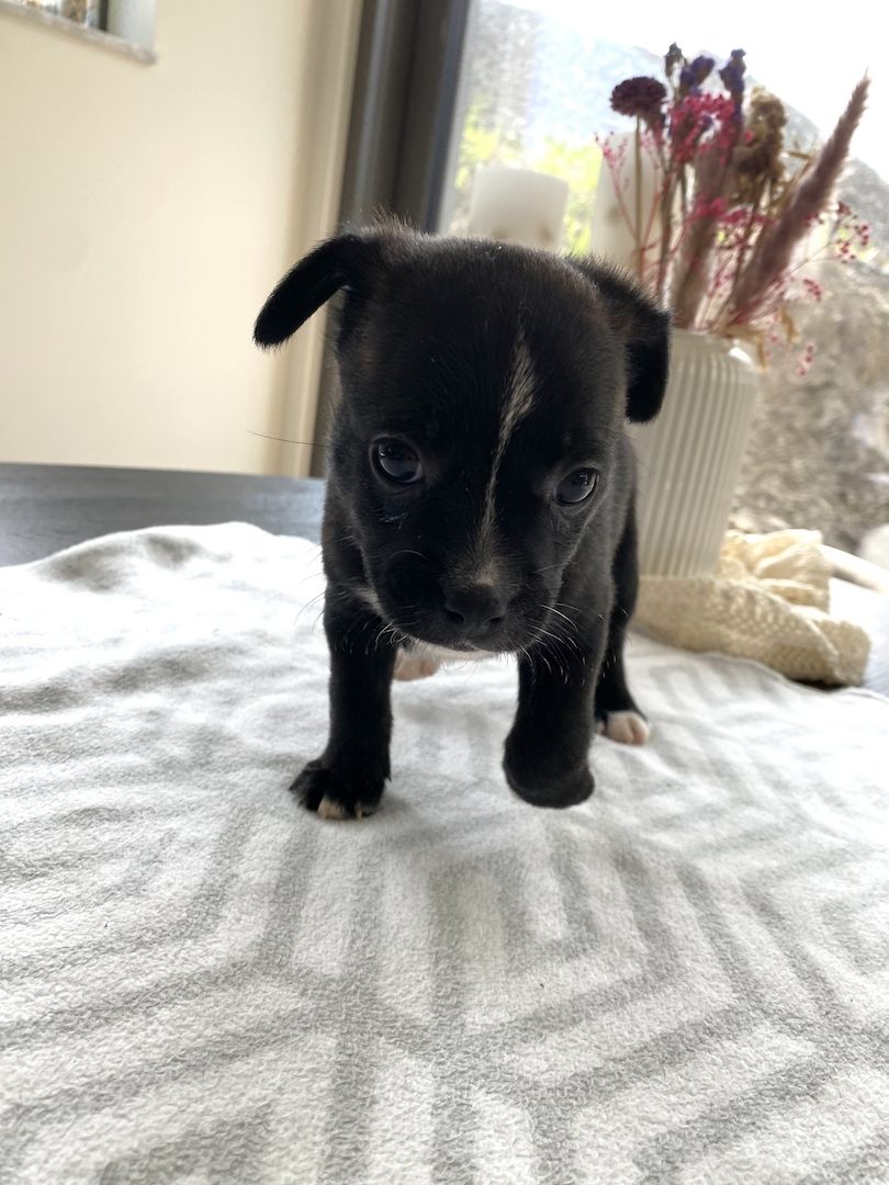 Welpen Französische Bulldogge Zwergspitz