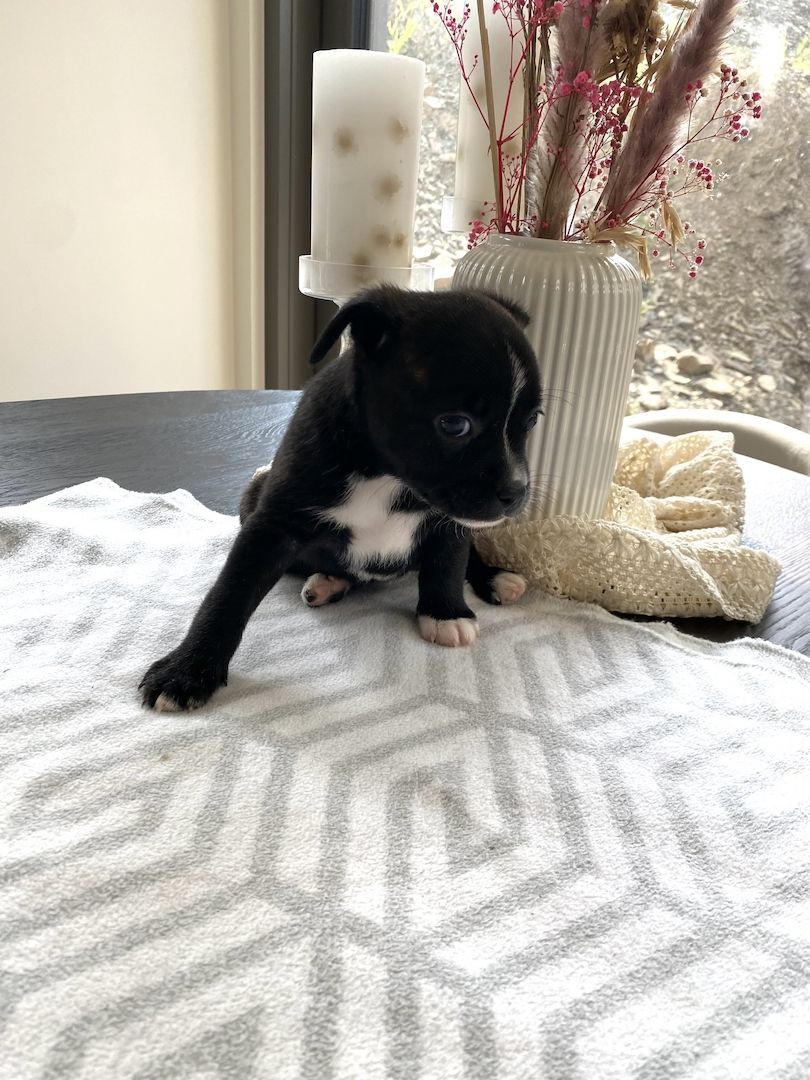 Welpen Französische Bulldogge Zwergspitz