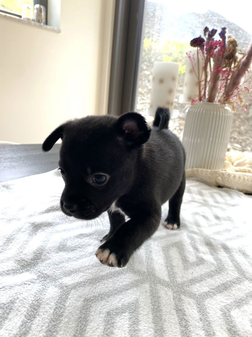 Welpen Französische Bulldogge Zwergspitz