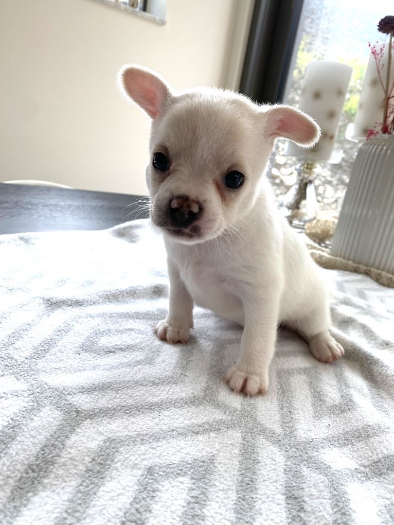 Welpen Französische Bulldogge Zwergspitz