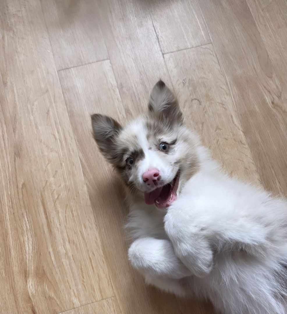 Australian Shepherd Dame sucht neues Zuhause Australian Shepherd Dame sucht neues Zuhause