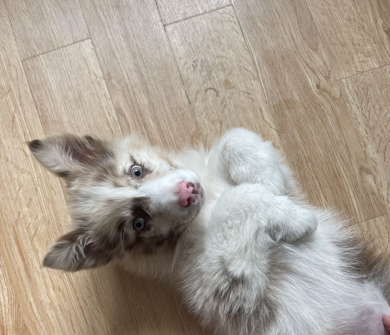 Australian Shepherd Dame sucht neues Zuhause Australian Shepherd Dame sucht neues Zuhause