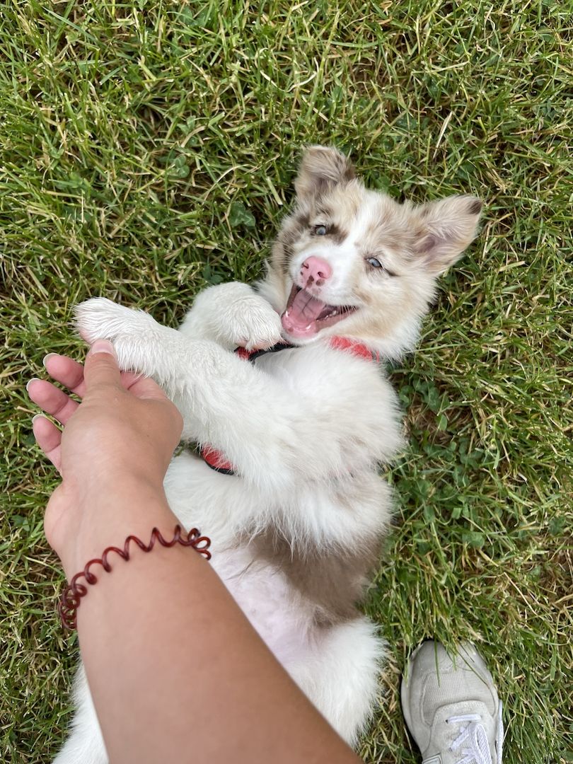 Australian Shepherd Dame sucht neues Zuhause Australian Shepherd Dame sucht neues Zuhause