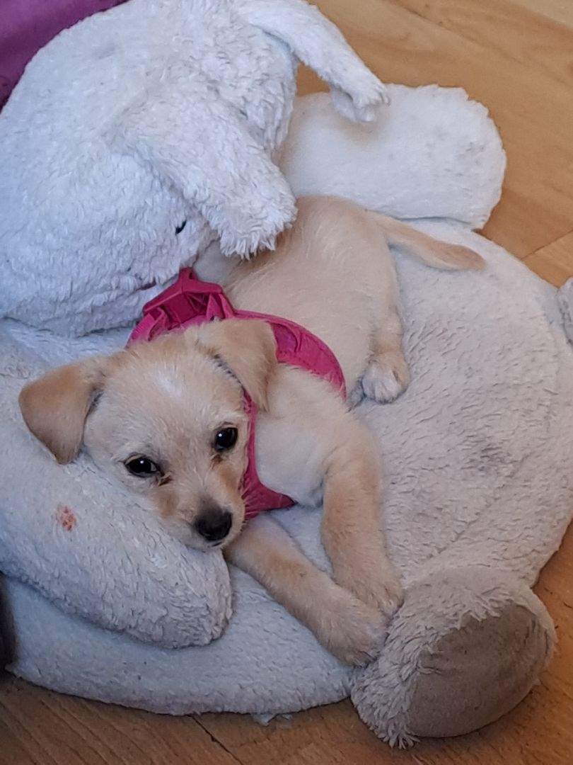 Chihuahua jackrussel mischling