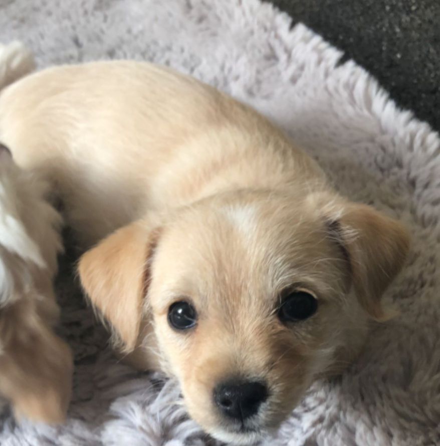 Chihuahua jackrussel mischling