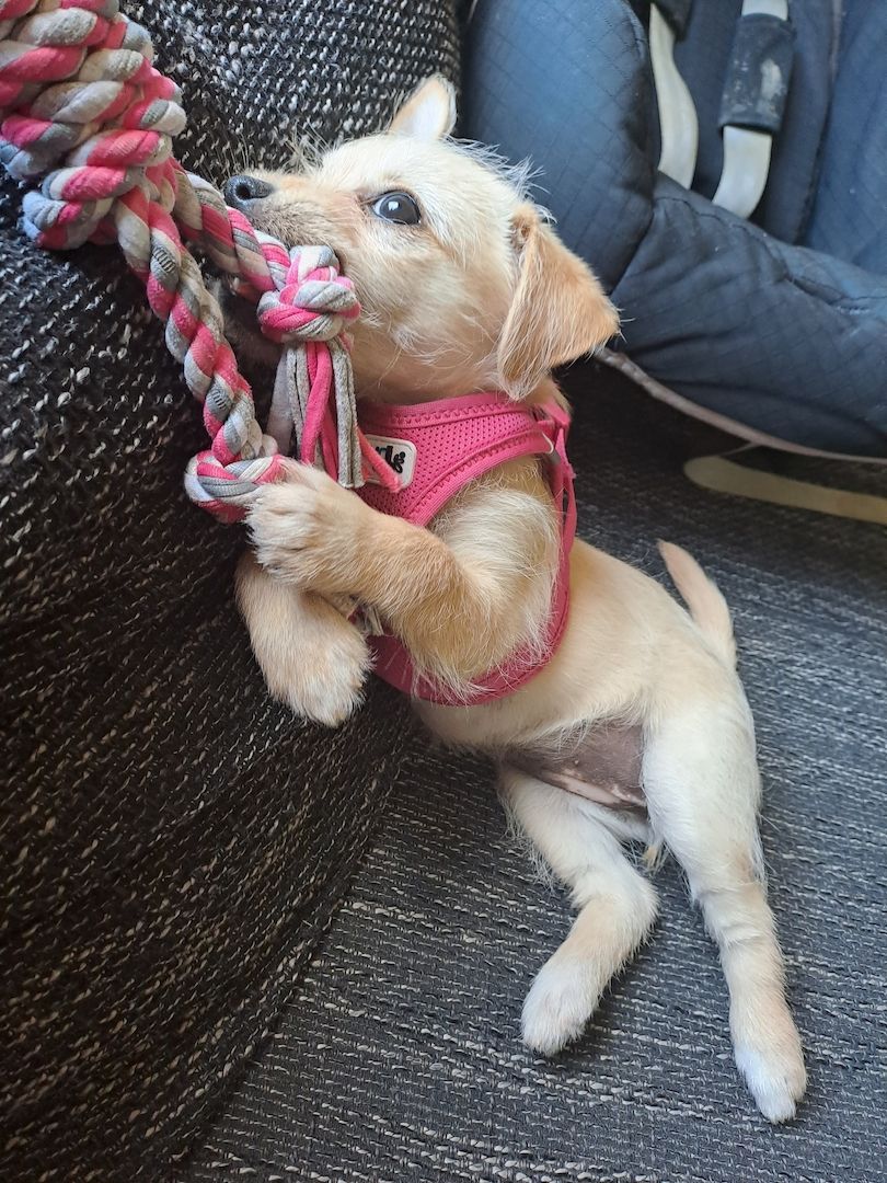 Chihuahua jackrussel mischling