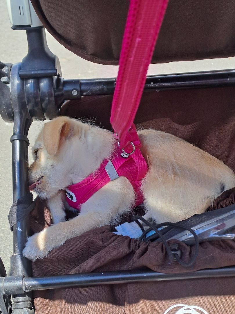 Chihuahua jackrussel mischling