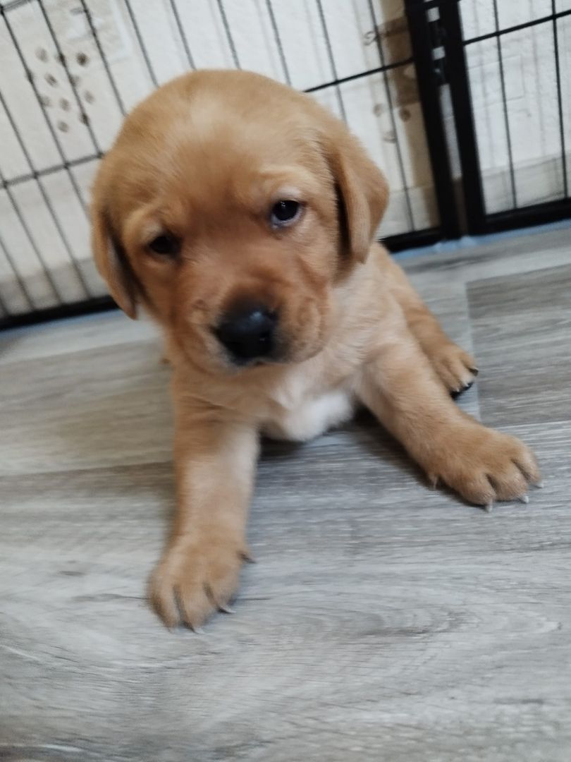 Labrador Retriever Welpen reinrassig