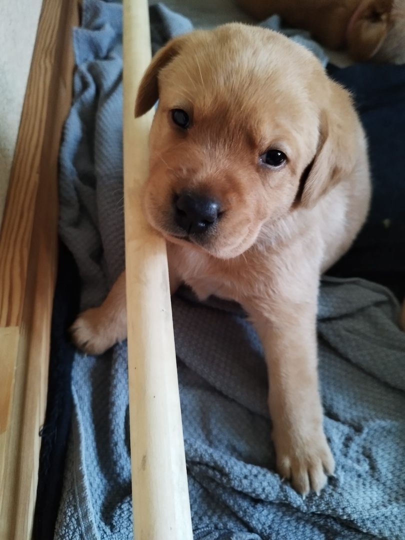 Labrador Retriever Welpen reinrassig