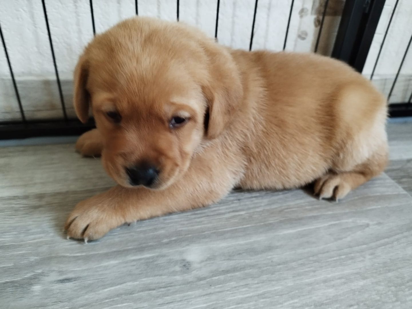 Labrador Retriever Welpen reinrassig