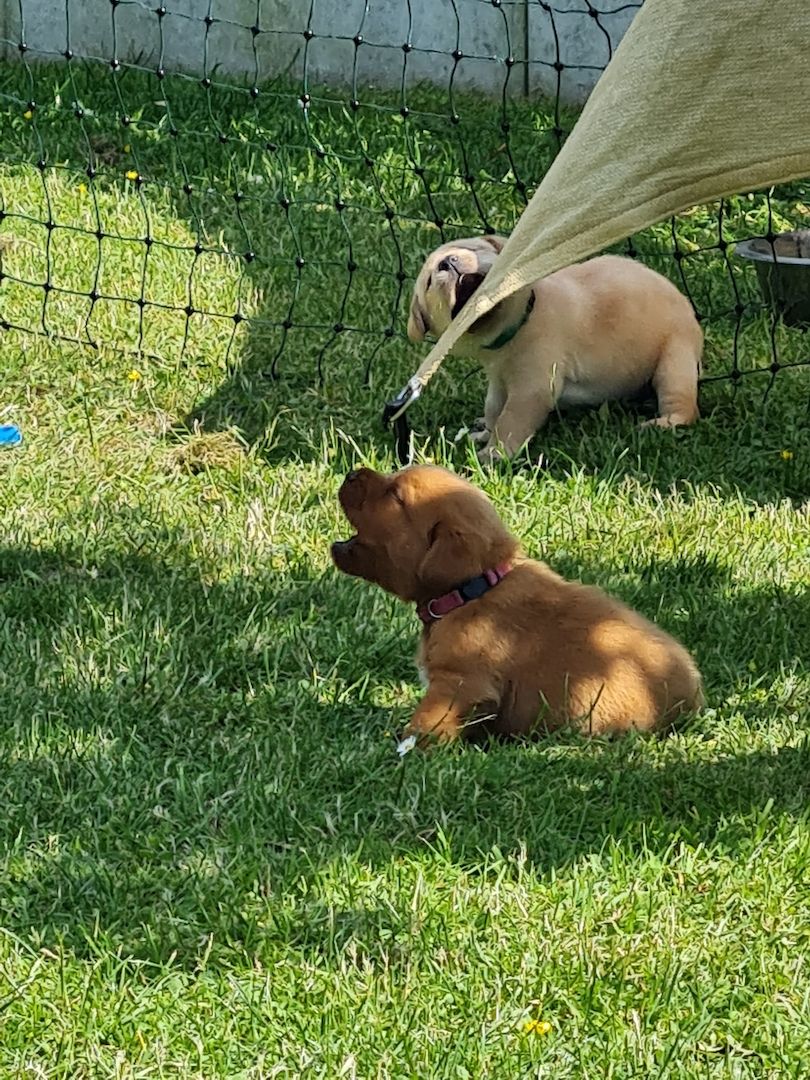 Labrador Retriever Welpen reinrassig