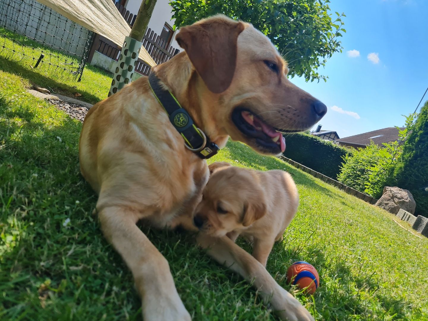 Labrador Retriever Welpen reinrassig