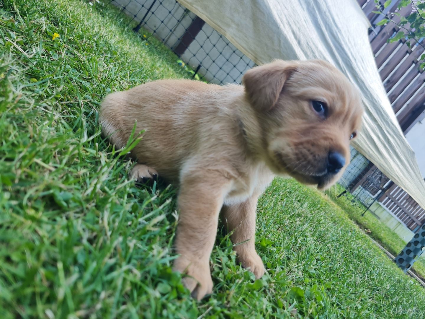 Labrador Retriever Welpen reinrassig