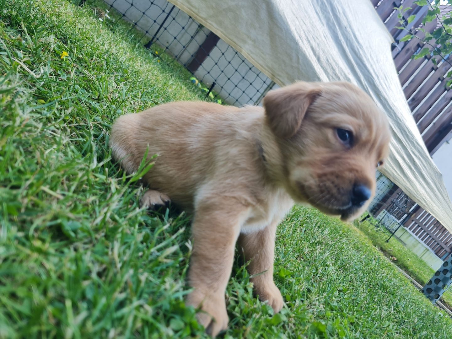 Labrador Retriever Welpen reinrassig