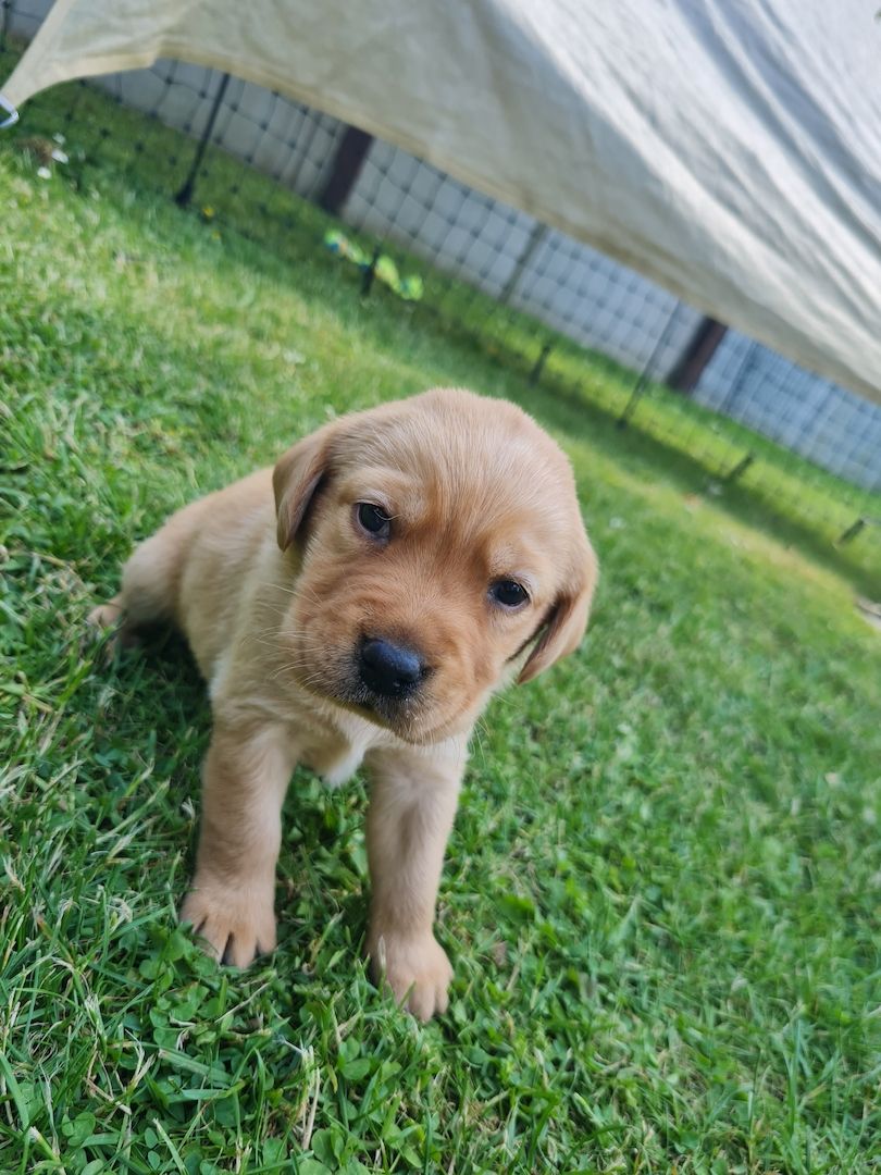Labrador Retriever Welpen reinrassig