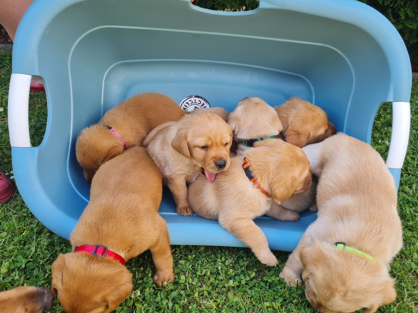 Labrador Retriever Welpen reinrassig