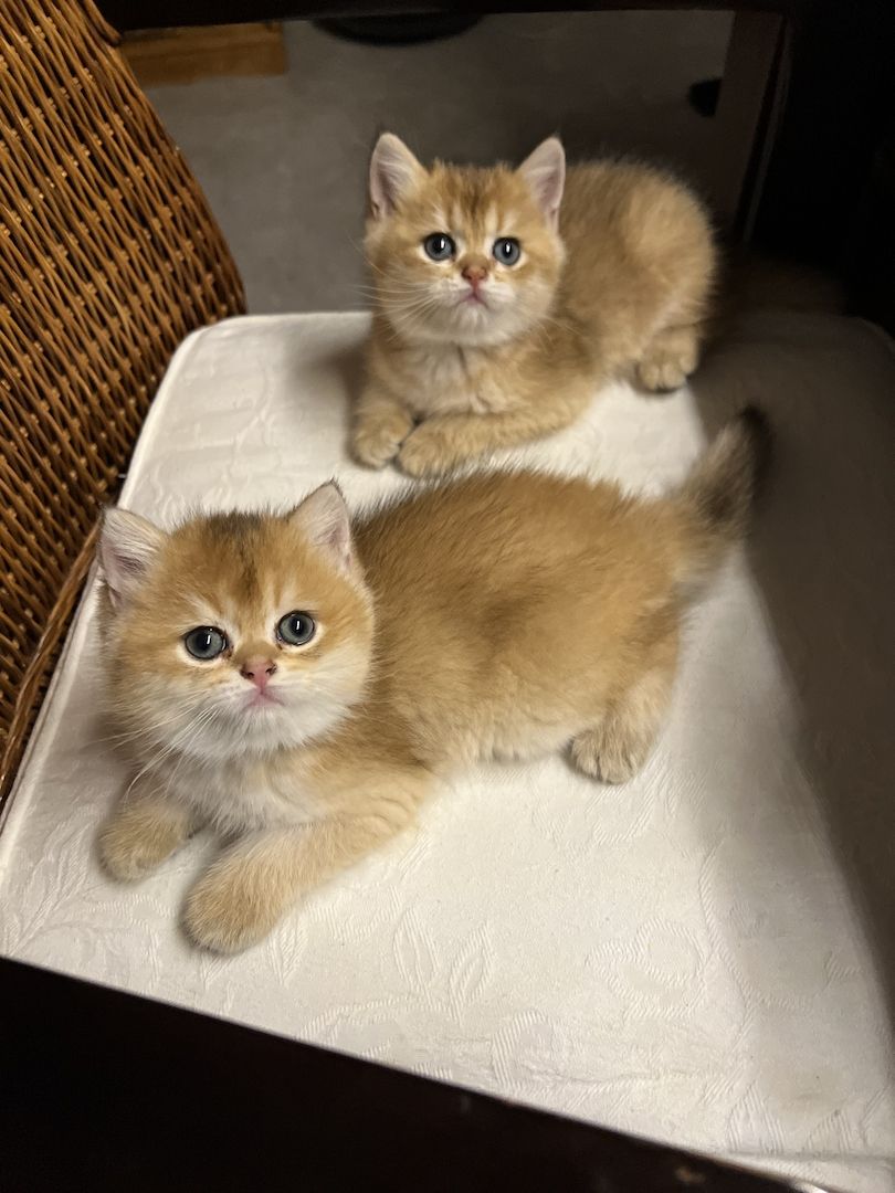 BKH Kitten in gold und silver