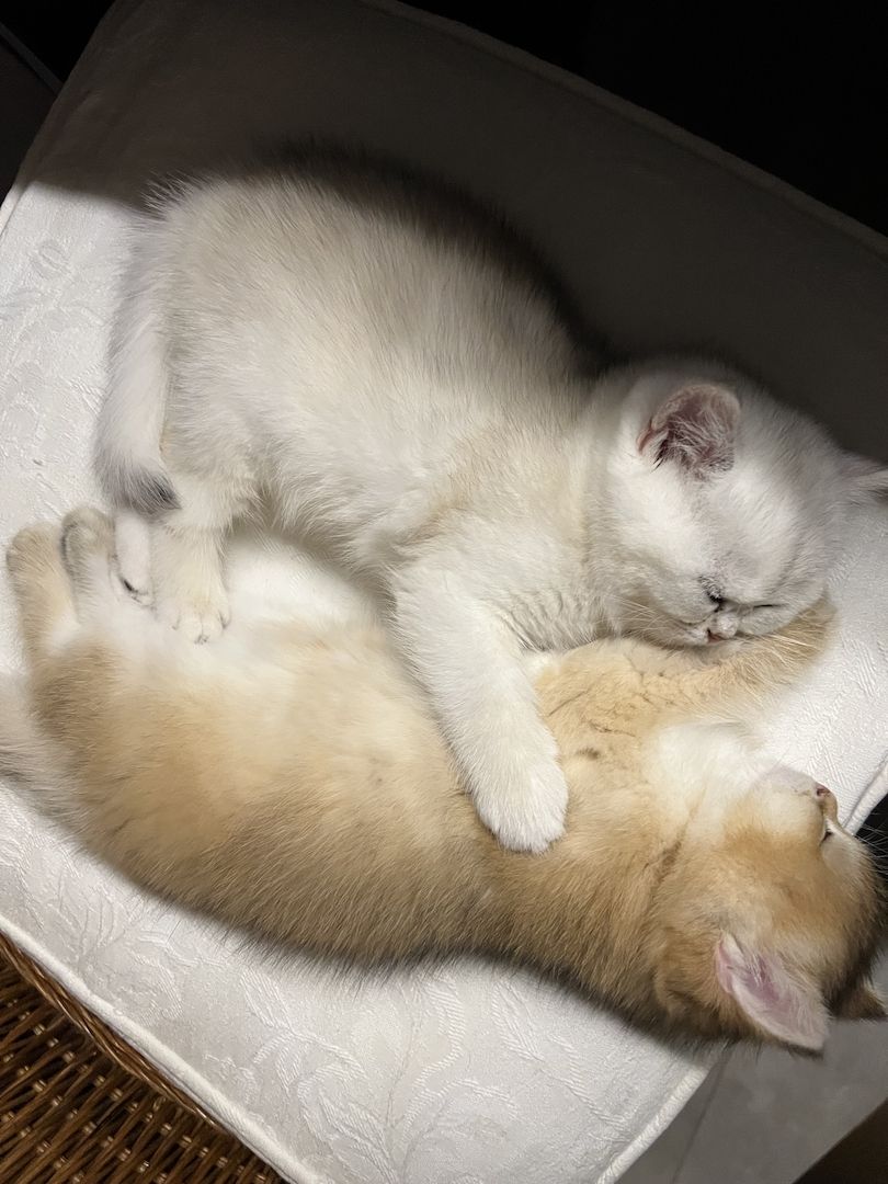 BKH Kitten in gold und silver