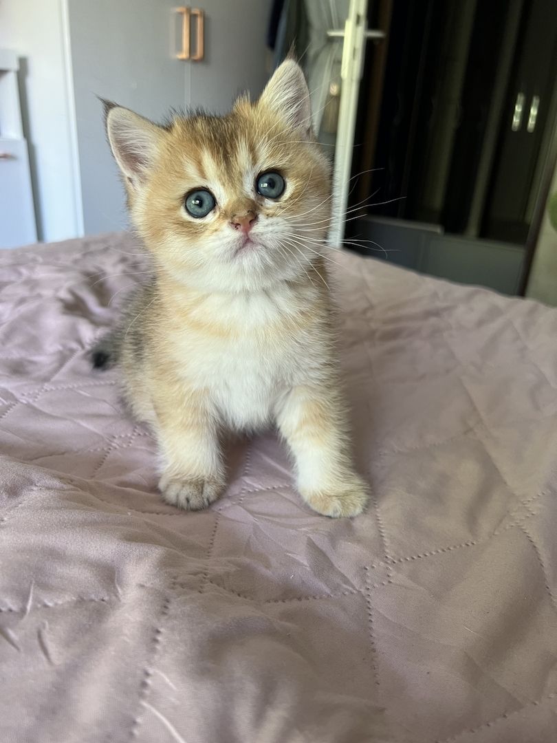 BKH Kitten in gold und silver