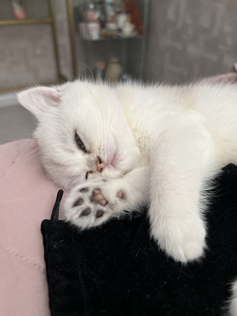 BKH Kitten in gold und silver