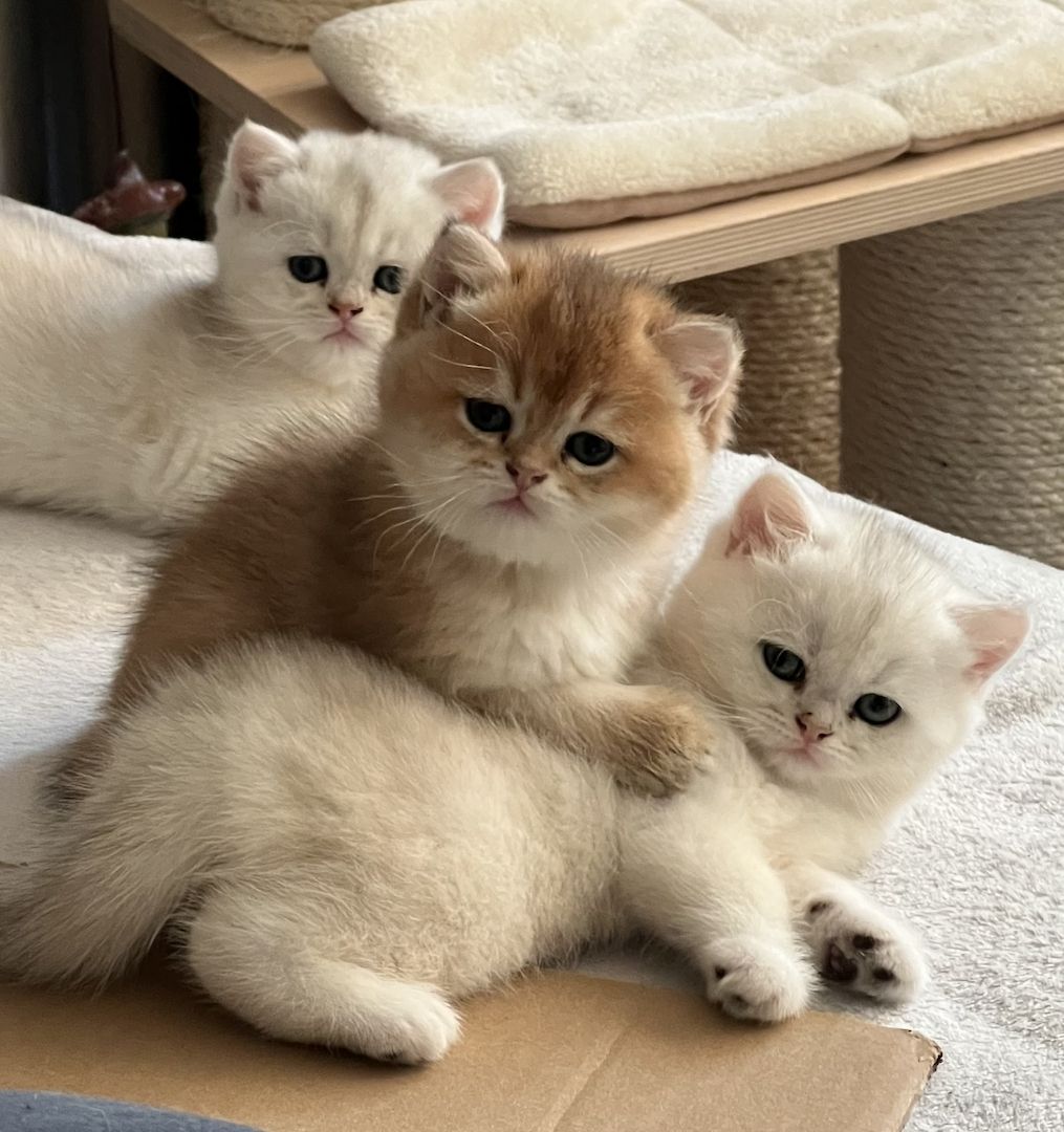 BKH Kitten in gold und silver