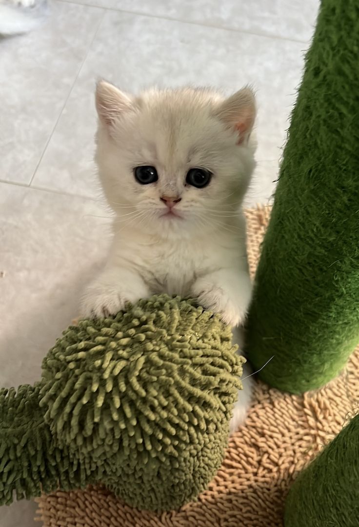 BKH Kitten in gold und silver