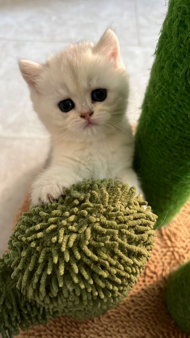 BKH Kitten in gold und silver