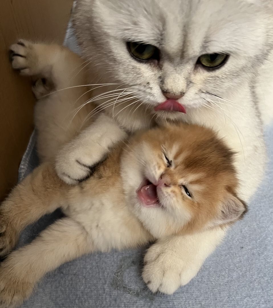 BKH Kitten in gold und silver